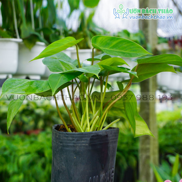 Cây Trầu Bà Tỉ Phú