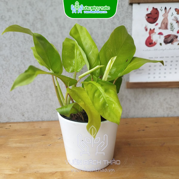 Cây Trầu Bà Vàng Lá Dài Để Bàn