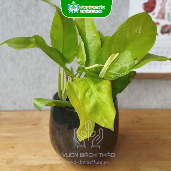 Cây Trầu Bà Vàng Lá Dài Để Bàn