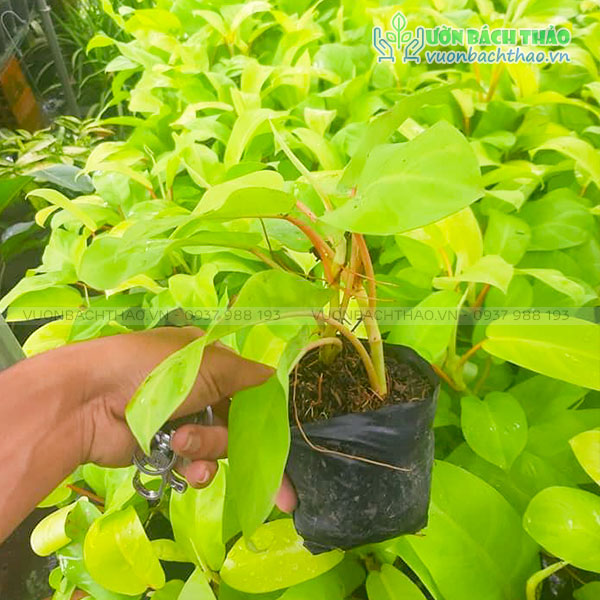 Cây Trầu Bà Vàng