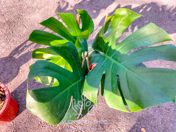 Cây Trầu Bà Nam Mỹ - Monstera Deliciosa