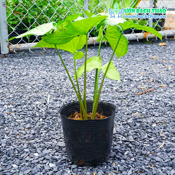 Cây Tróc Bạc (Trầu Bà Trắng)