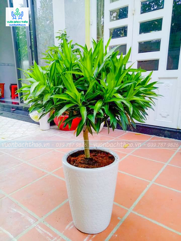 Cây Trúc Bách Hợp Chậu Đứng