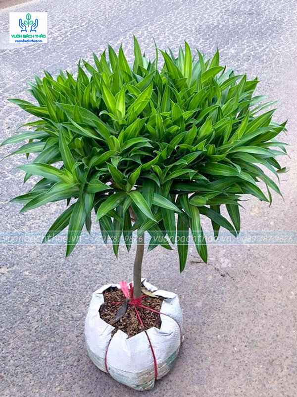 Cây Trúc Bách Hợp