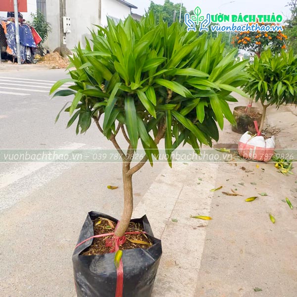 Cây Trúc Bách Hợp