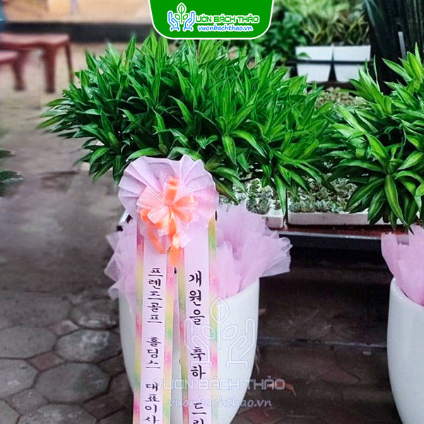 Cây Trúc Bách Hợp Tặng Khai Trương