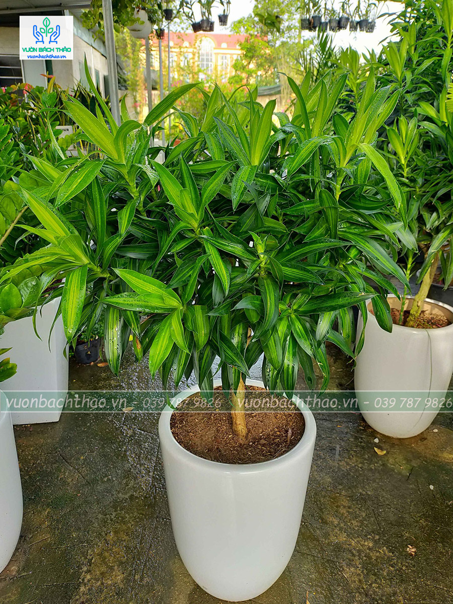 Cây Trúc Bách Hợp Chậu Đứng