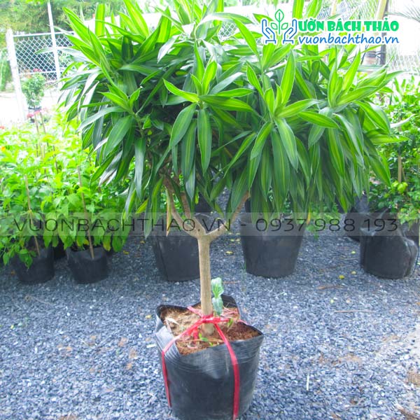 Cây Trúc Bách Hợp