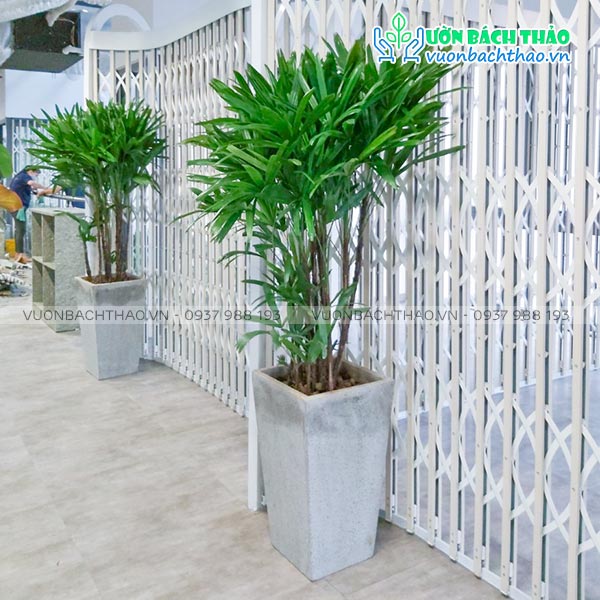 Cây Trúc Mây Chậu Đứng