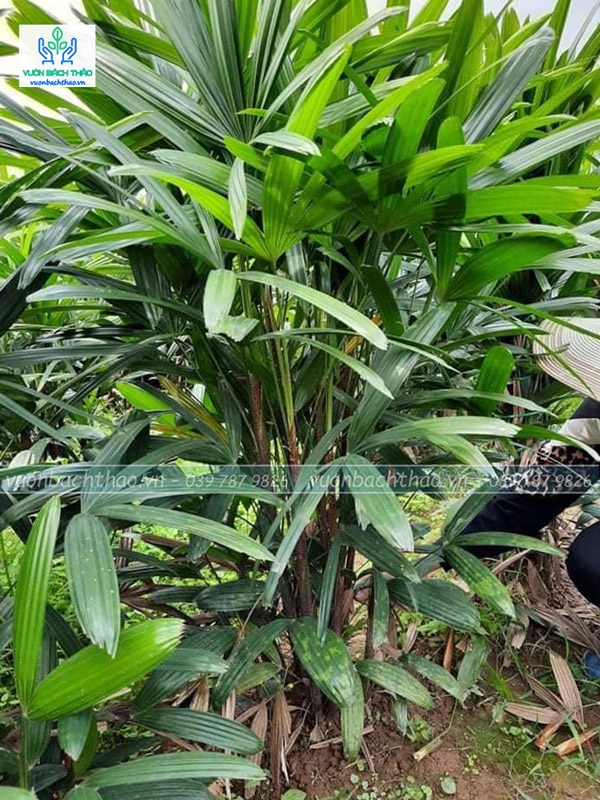 Cây Trúc Mây (Mật Cật)