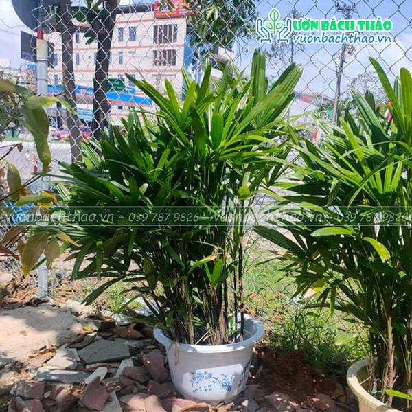 Cây Trúc Mây (Mật Cật)