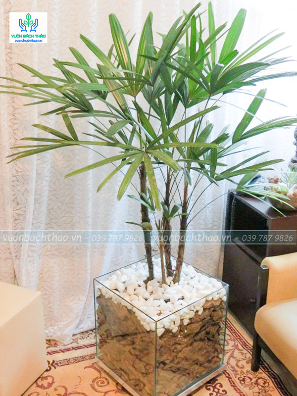 Cây Trúc Mây Chậu Đứng