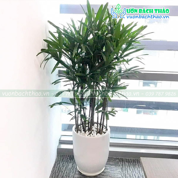 Cây Trúc Mây Chậu Đứng