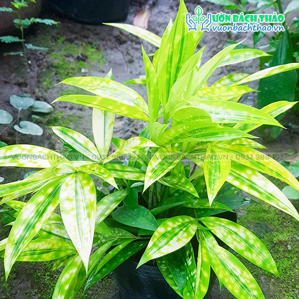 Cây Trúc Phú Quý