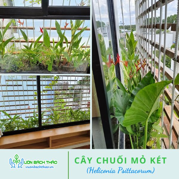 Cây Chuối Mỏ Két