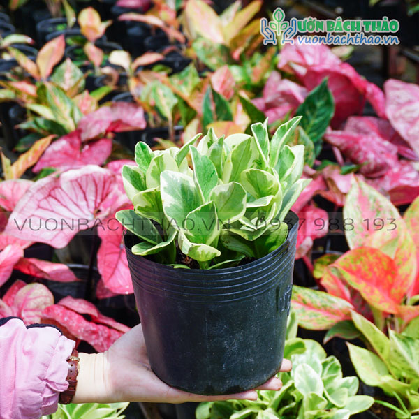 Cây Trường Sinh Cẩm Thạch