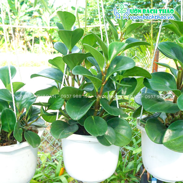 Cây Trường Sinh Chậu Treo