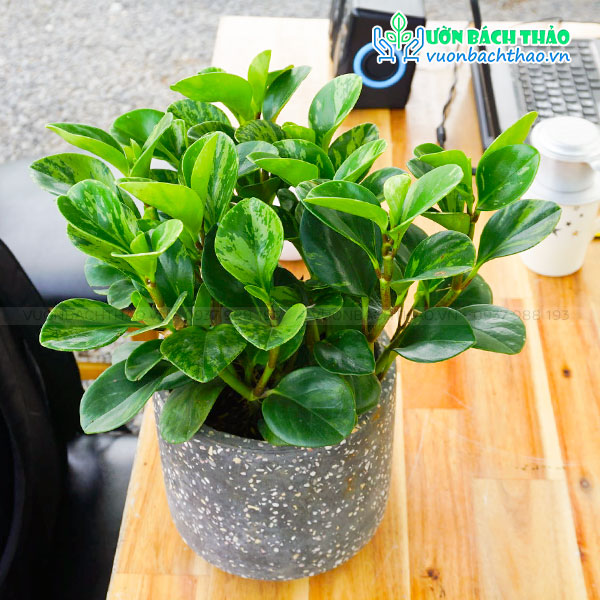 Cây Trường Sinh Để Bàn