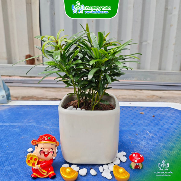 Cây Tùng Hạnh Phúc Để Bàn