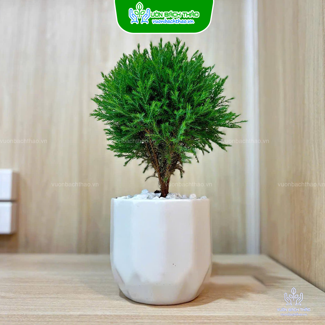 Cây Tùng Bồng Lai Để Bàn