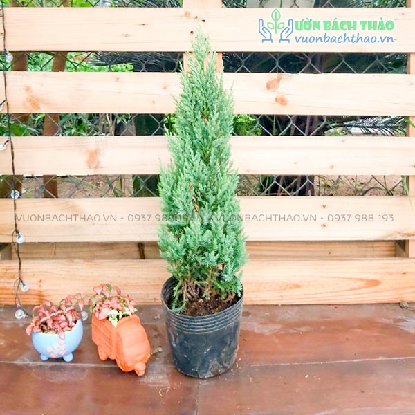 Cây Sơn Tùng (Tùng Búp)