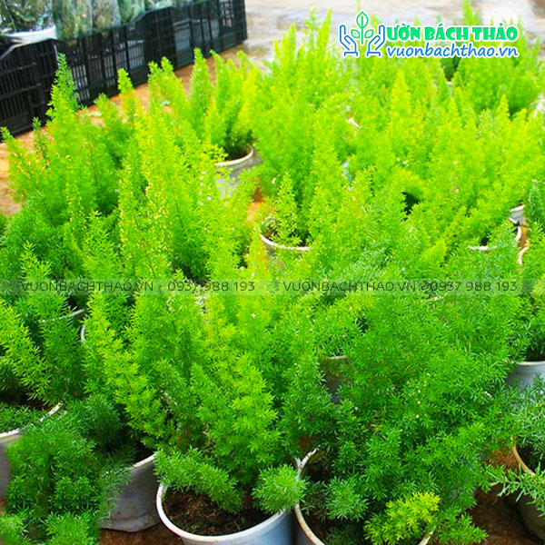 Cây Tùng Đuôi Chồn