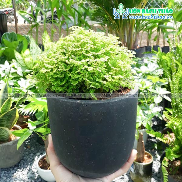 Cây Tùng Rêu Để Bàn