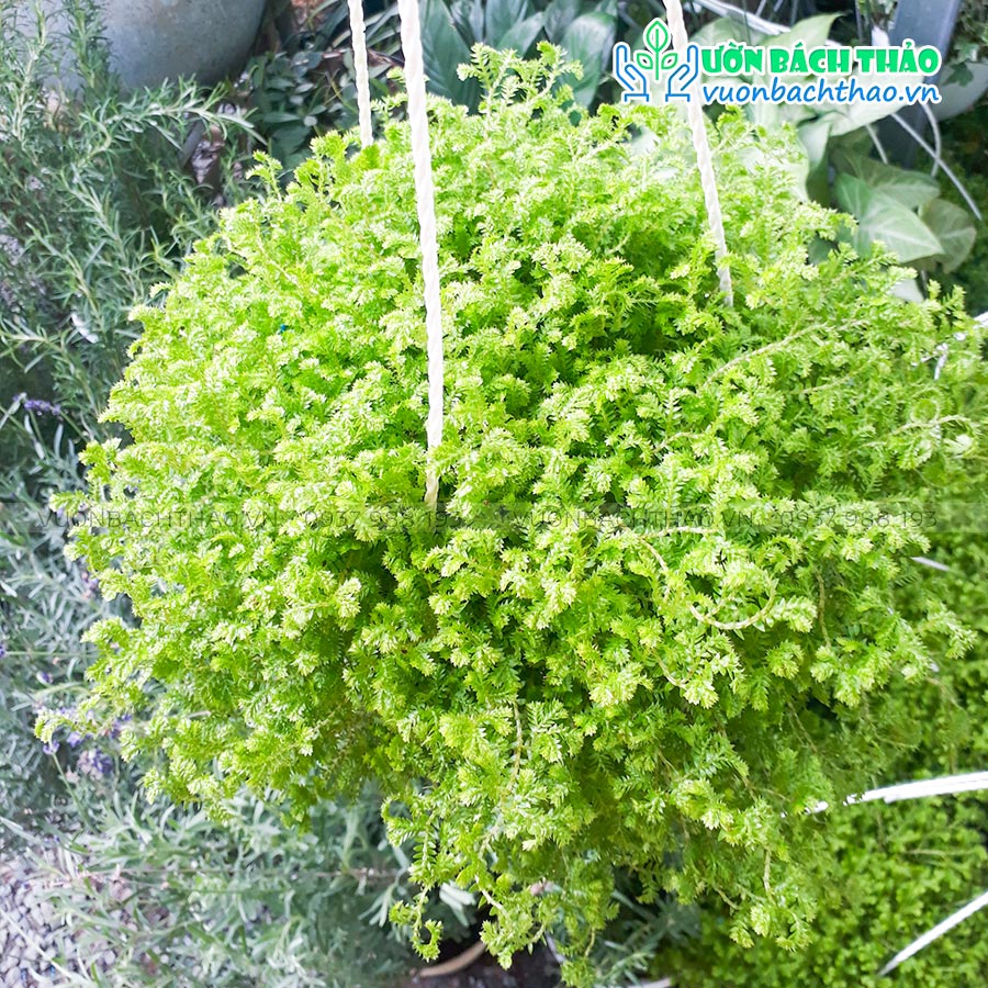 Cây Tùng Rêu San Hô Chậu Treo