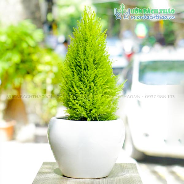 Cây Tùng Thơm Để Bàn | Vườn Bách Thảo