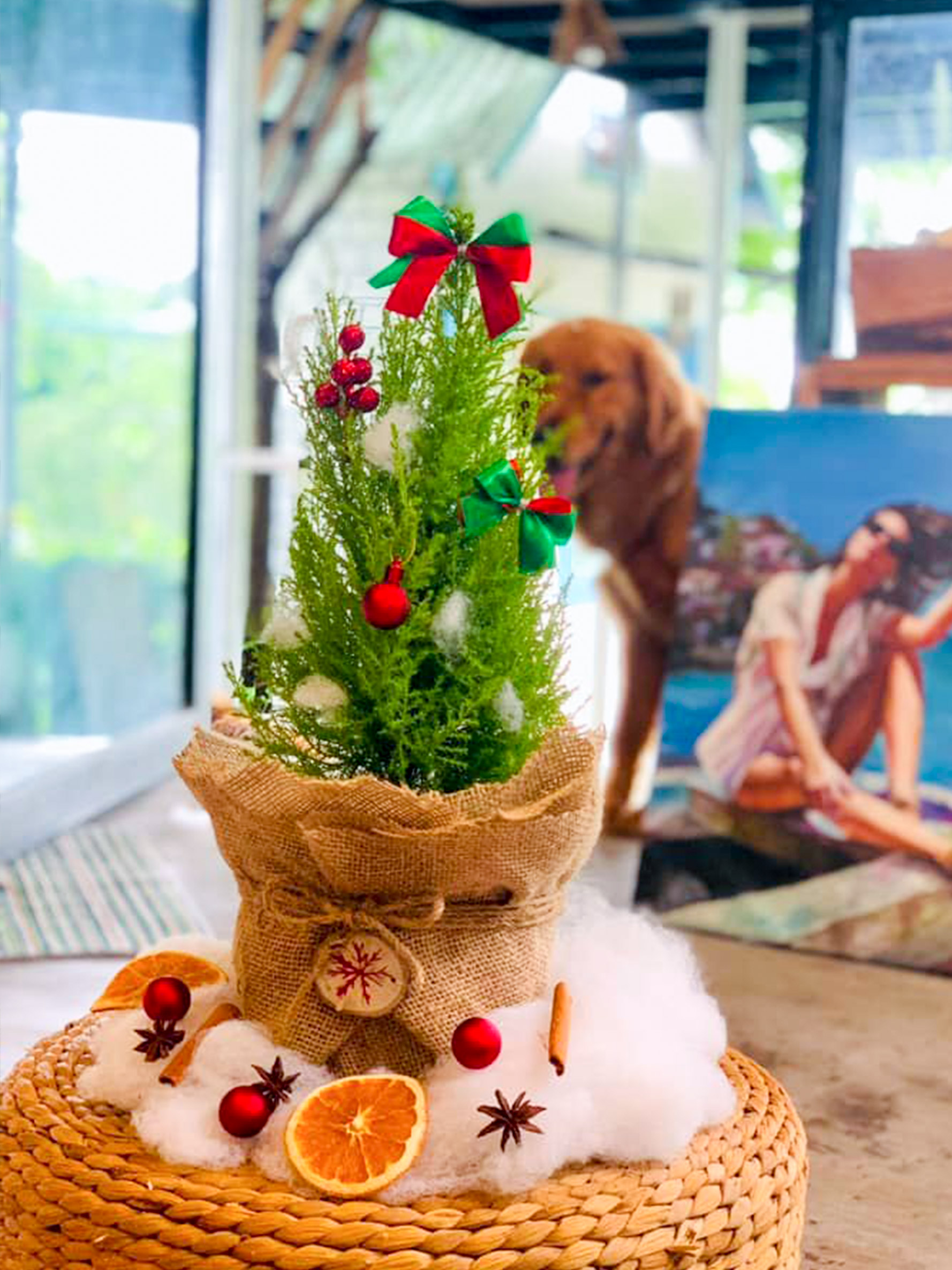 Cây Tùng Thơm Noel Mini