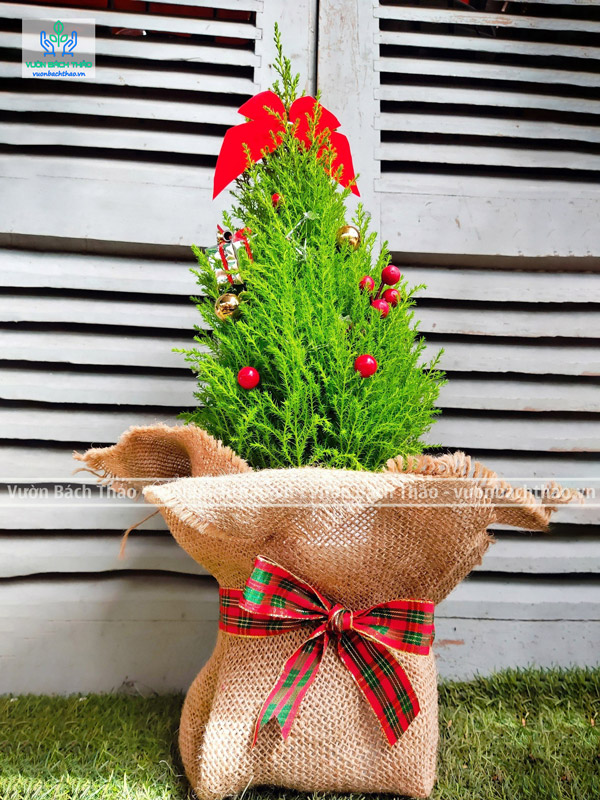 Cây Tùng Thơm Noel Mini