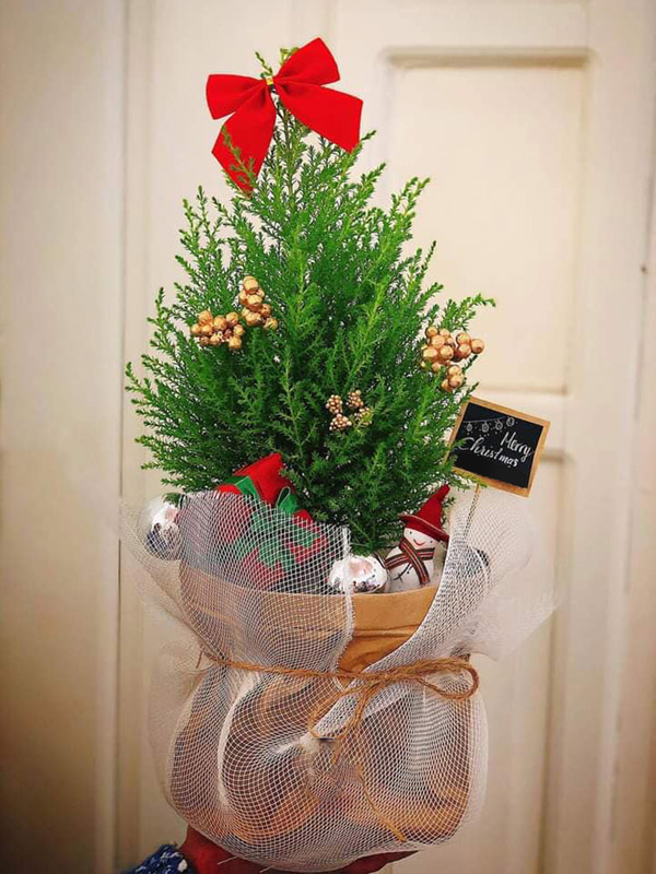 Cây Tùng Thơm Noel Mini