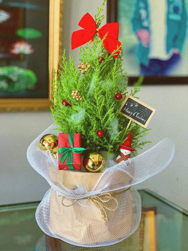 Cây Tùng Thơm Noel Mini