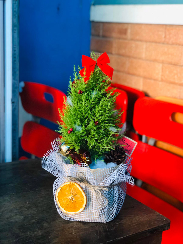 Cây Tùng Thơm Noel Mini