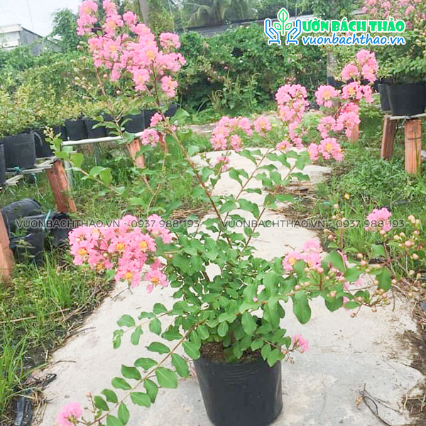 Cây Tường Vi Hoa Hồng