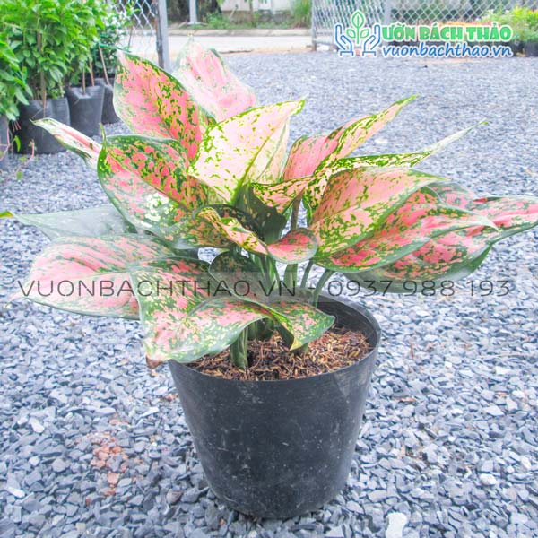 Cây Vạn Lộc (Cây Thiên Phú)