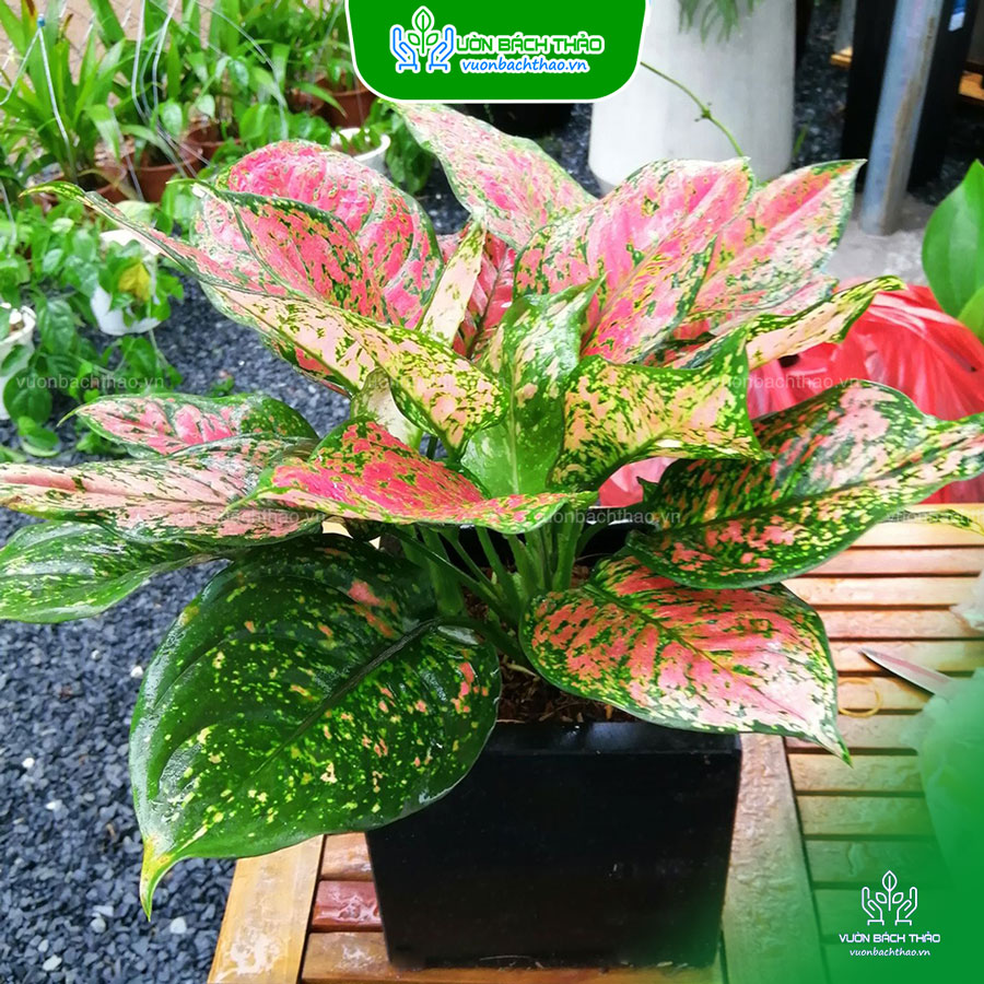 Cây Vạn Lộc Để Bàn (Thiên Phú)