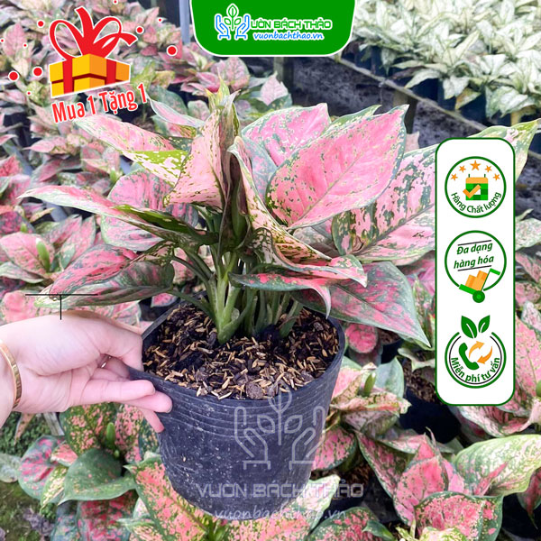 Cây Vạn Lộc (Cây Thiên Phú)