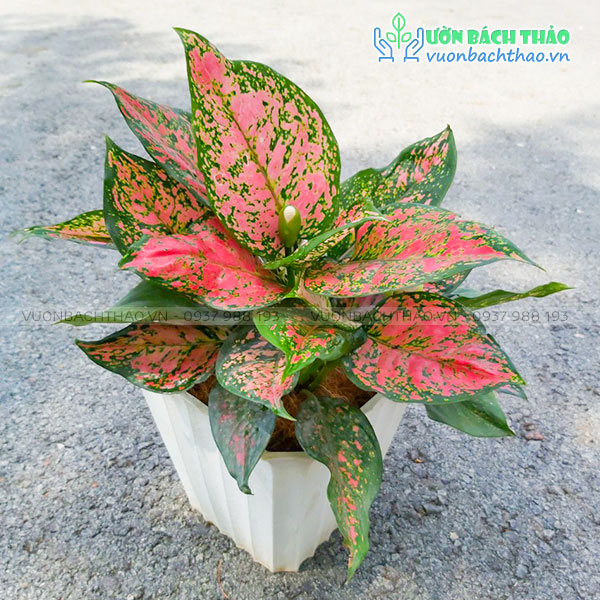 Cây Vạn Lộc Để Bàn (Thiên Phú)