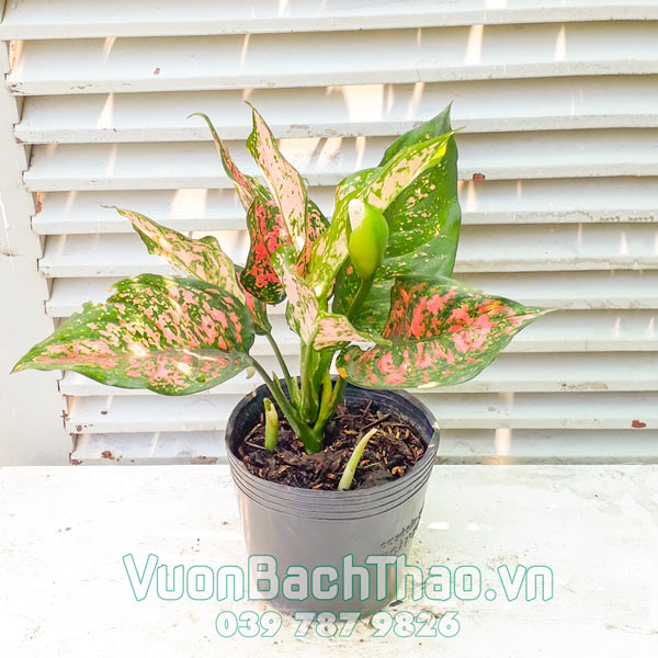 Cây Vạn Lộc (Cây Thiên Phú)