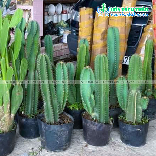 Cây Xương Rồng Cổ Thụ Decor