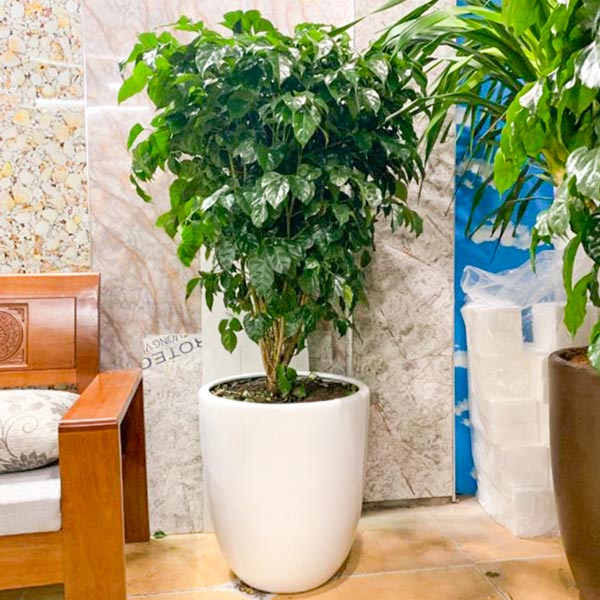 Cây Hạnh Phúc Chậu Đứng