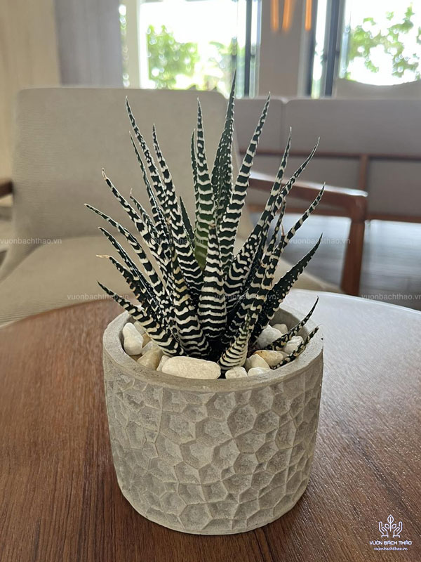 Cây Móng Rồng Mini Để Bàn
