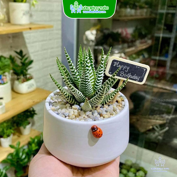 Cây Móng Rồng Mini Để Bàn