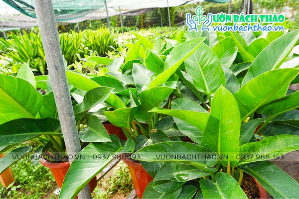 Cây Đại Đế Xanh (Trầu Bà Đế Vương Xanh)