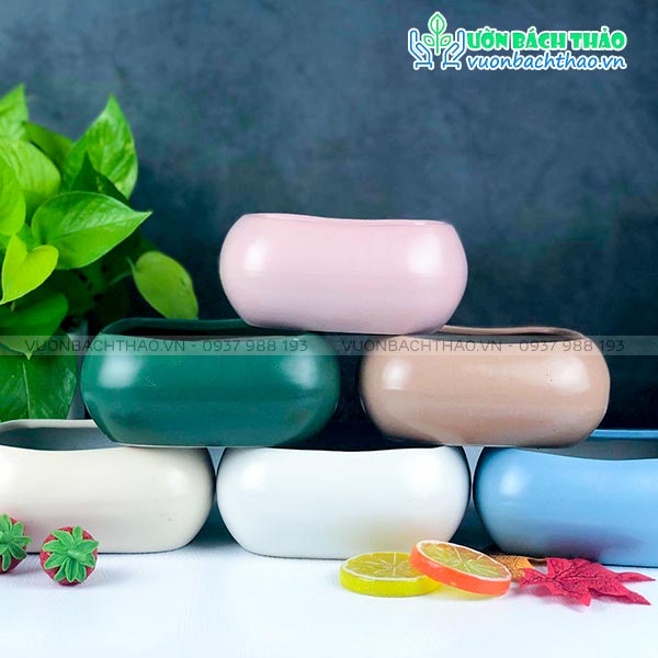 Chậu Ang Sa Thấp Mini