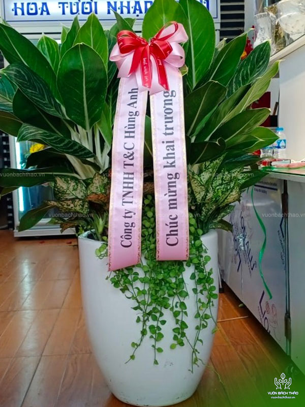 Cây Bạch Mã Tặng Khai Trương