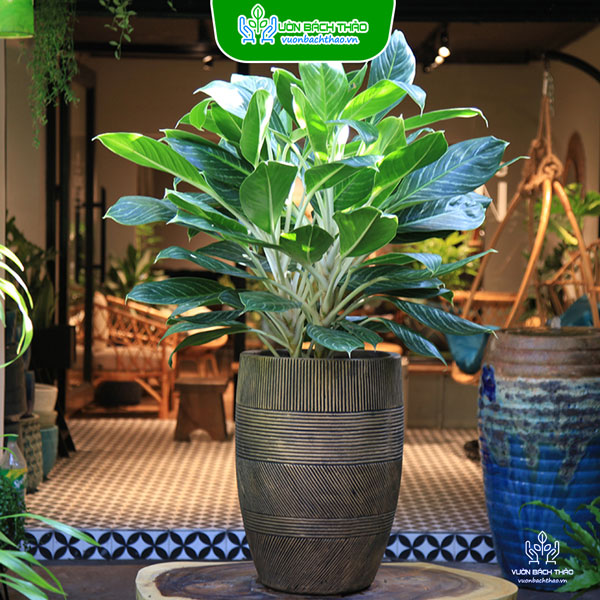 Cây Bạch Mã Hoàng Tử Chậu Đứng