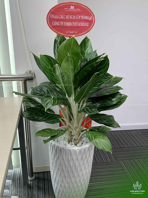 Cây Bạch Mã Tặng Khai Trương