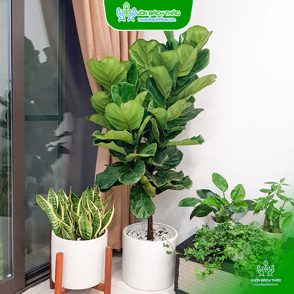 Cây Bàng Singapore Nhiều Cành Chậu Đứng